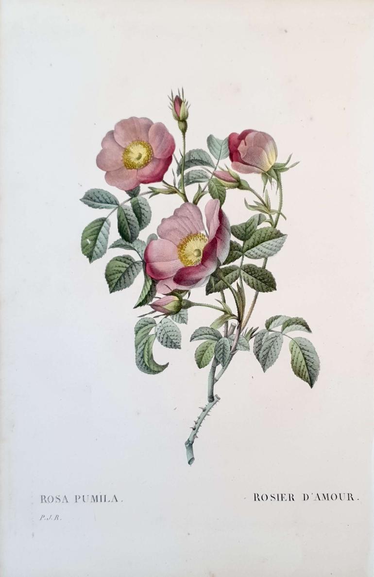 REDOUTE Pierre Joseph