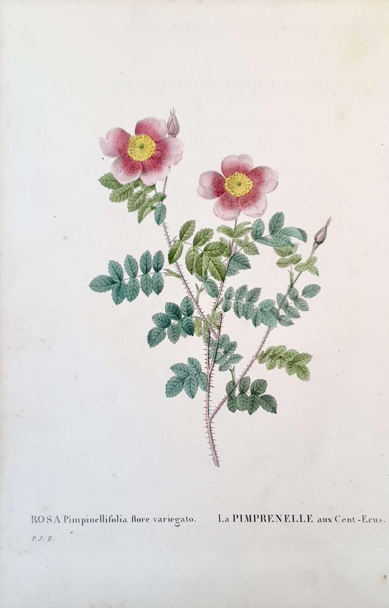 REDOUTE Pierre Joseph