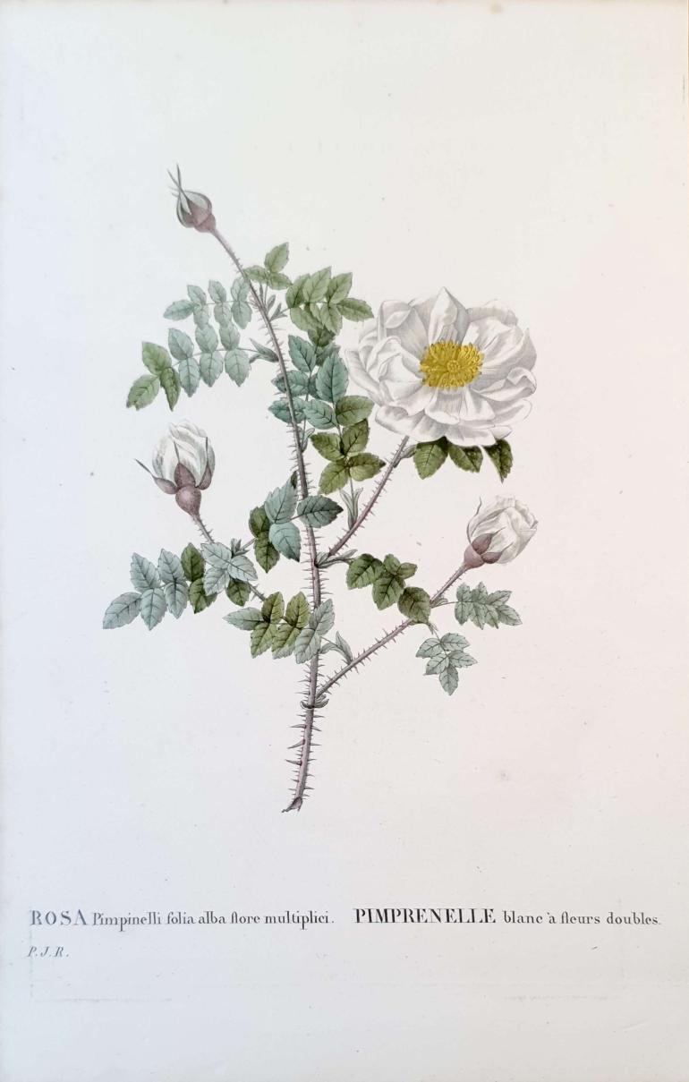 REDOUTE Pierre Joseph