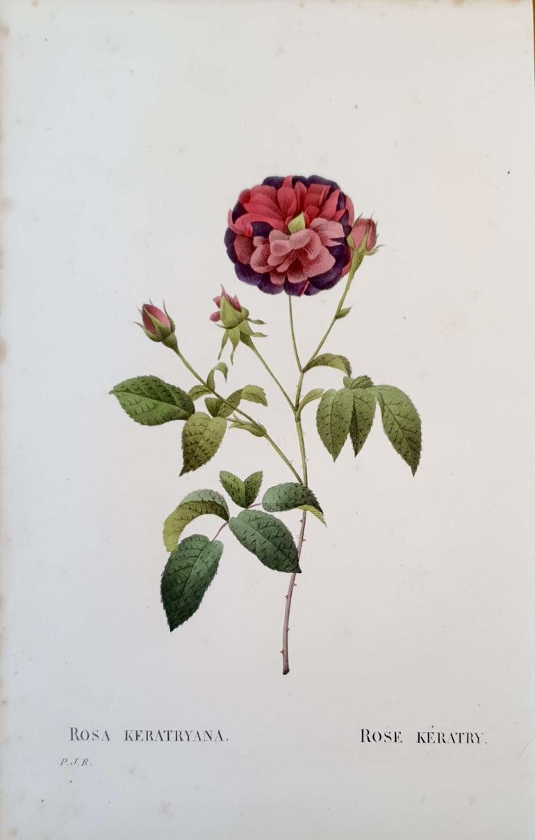 REDOUTE Pierre Joseph