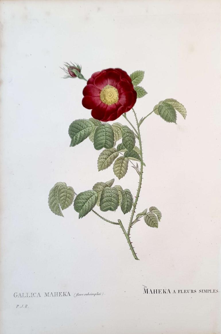 REDOUTE Pierre Joseph
