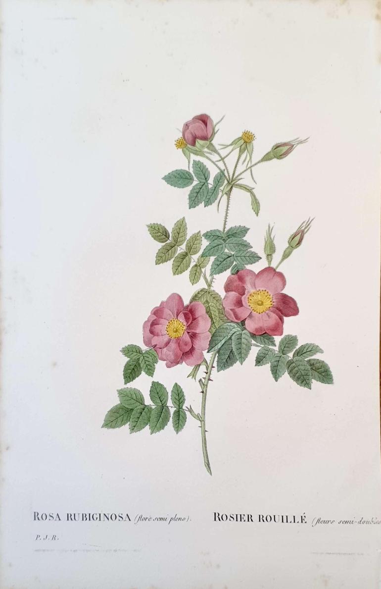 REDOUTE Pierre Joseph