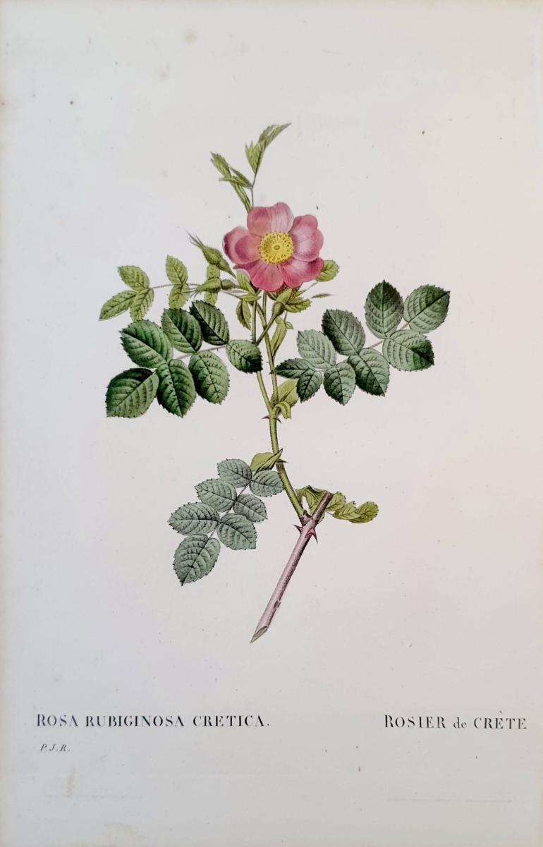 REDOUTE Pierre Joseph