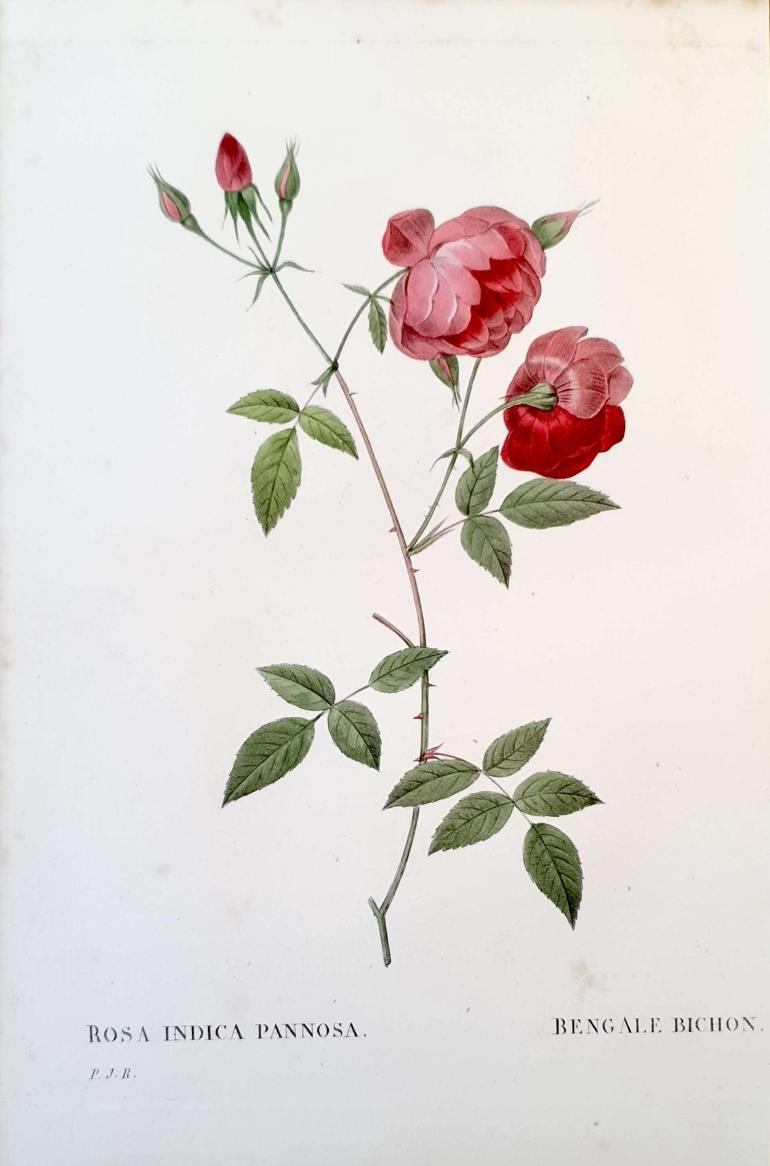 REDOUTE Pierre Joseph