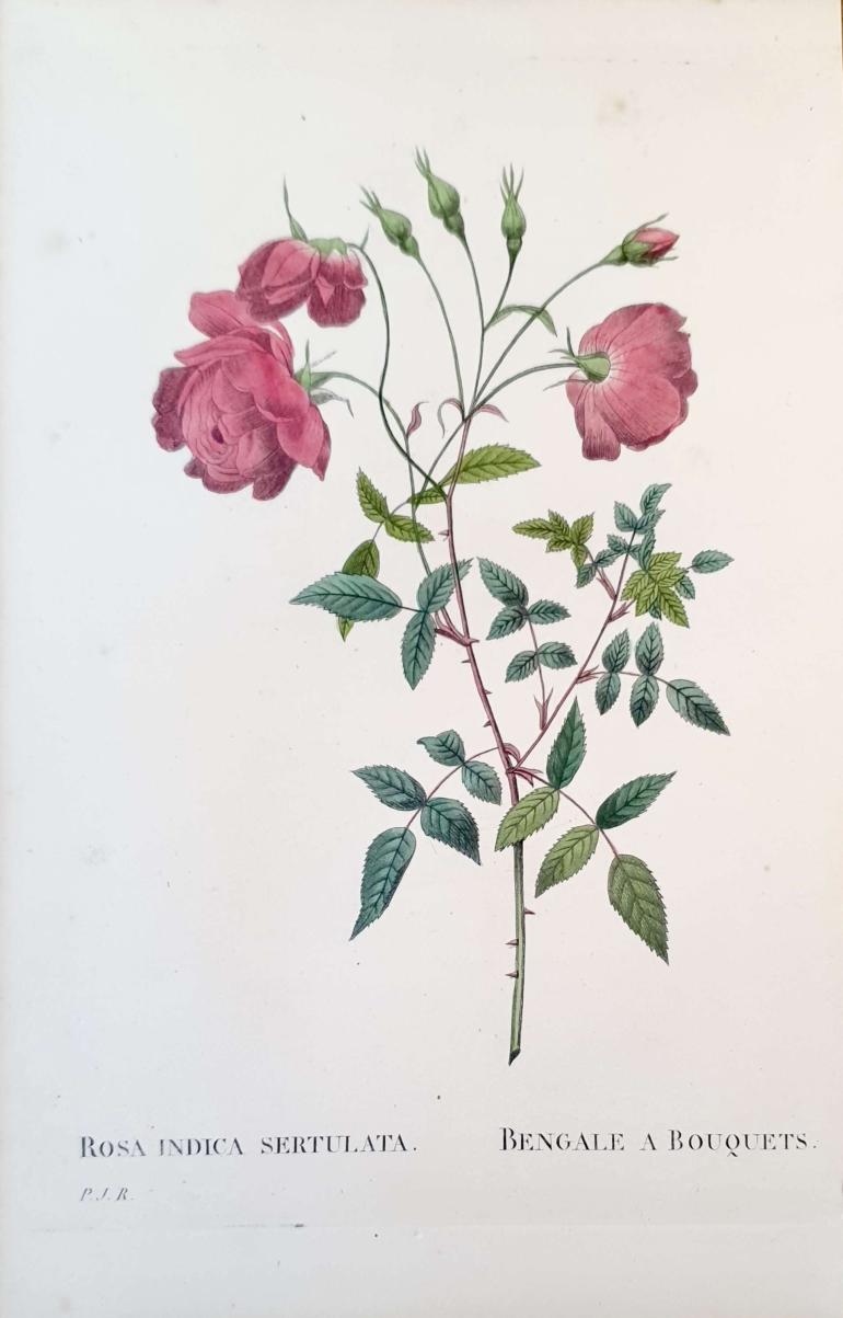 REDOUTE Pierre Joseph