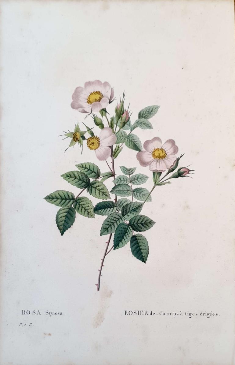 REDOUTE Pierre Joseph