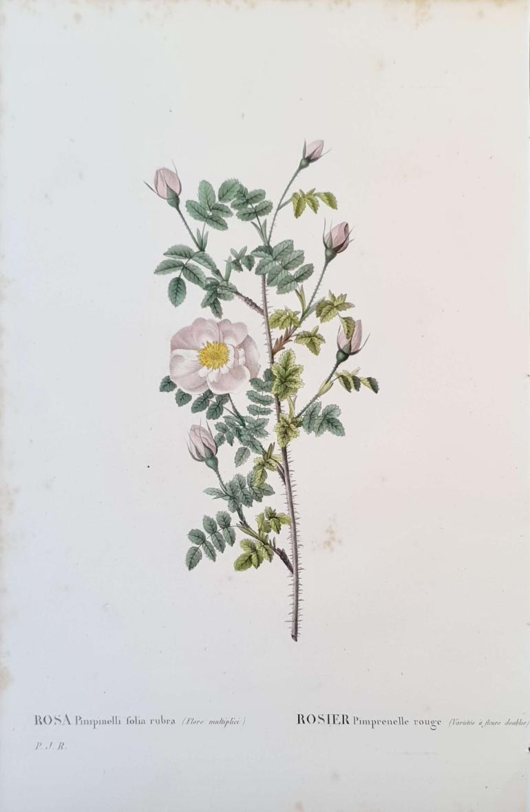 REDOUTE Pierre Joseph
