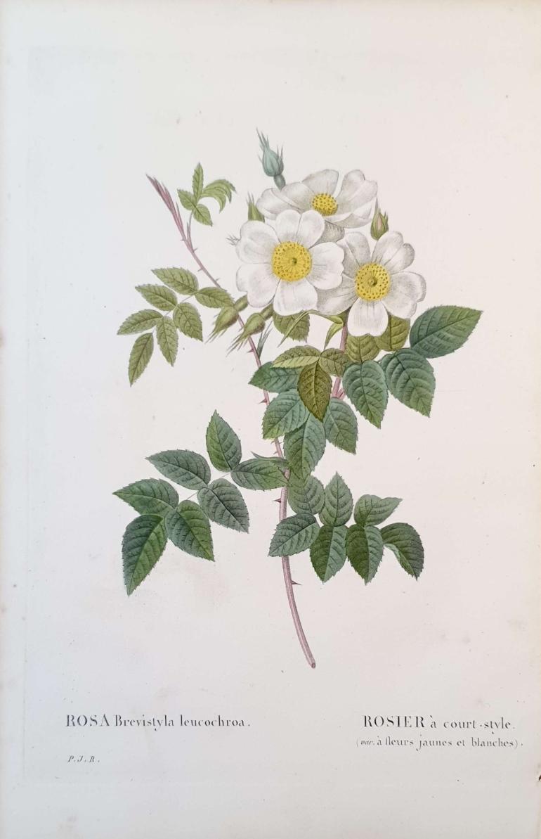 REDOUTE Pierre Joseph