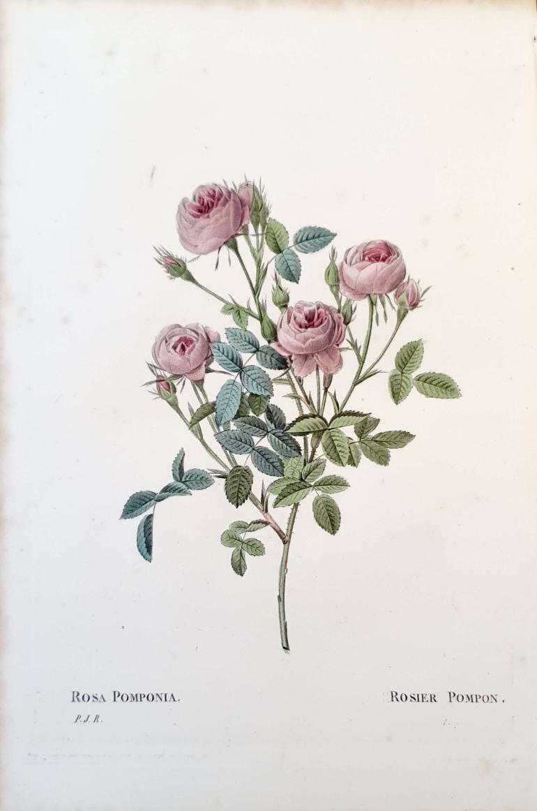 REDOUTE Pierre Joseph