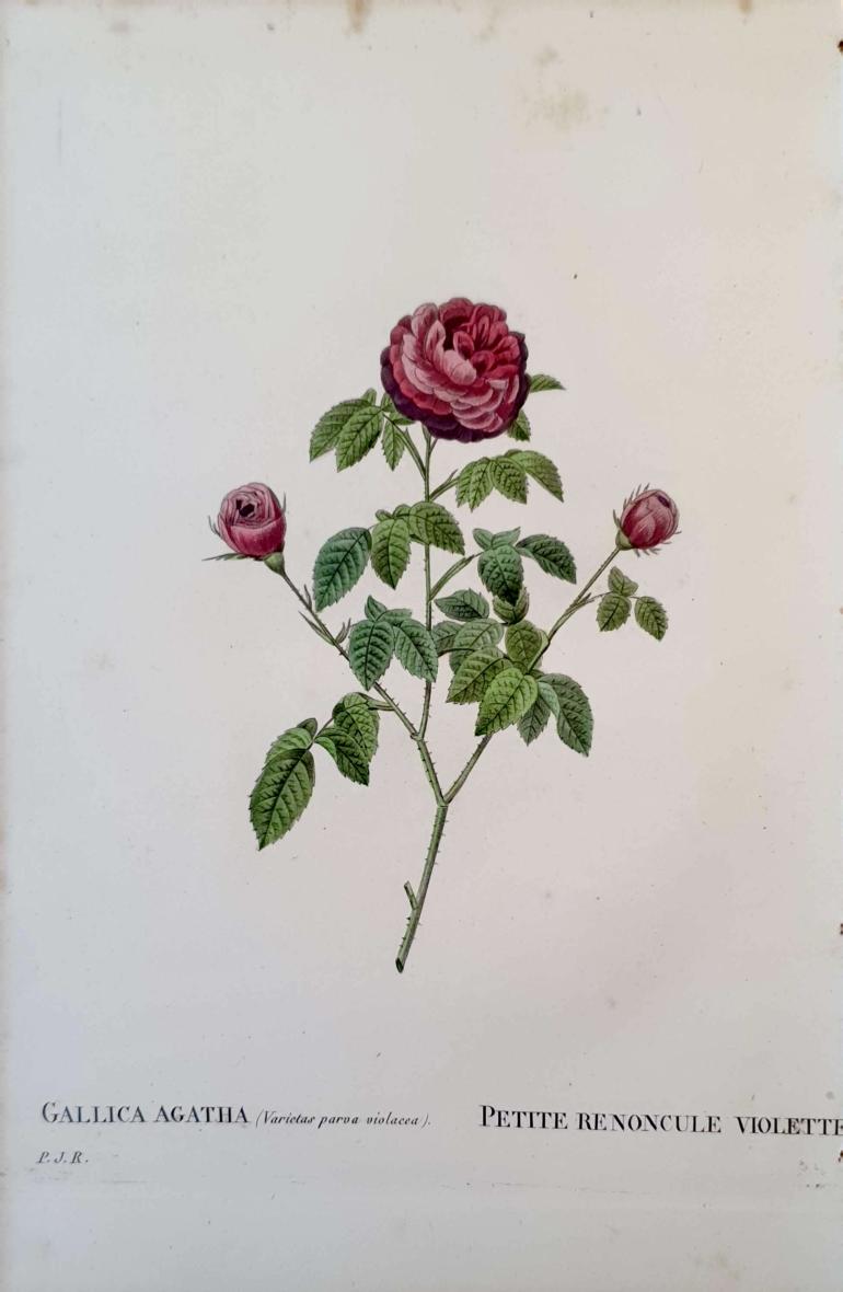 REDOUTE Pierre Joseph