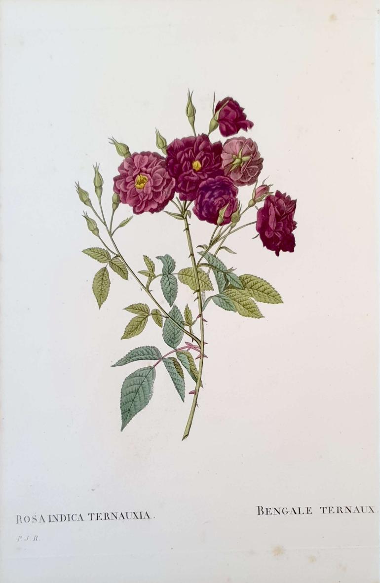 REDOUTE Pierre Joseph
