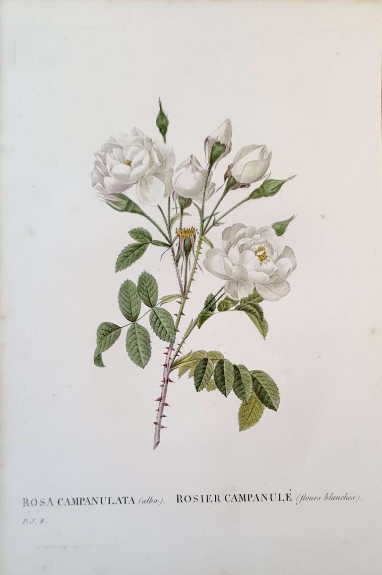 REDOUTE Pierre Joseph