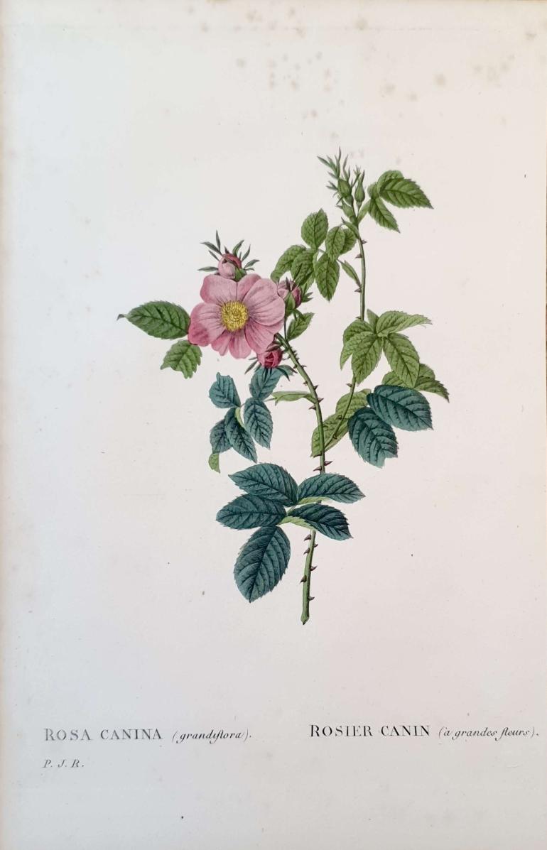 REDOUTE Pierre Joseph