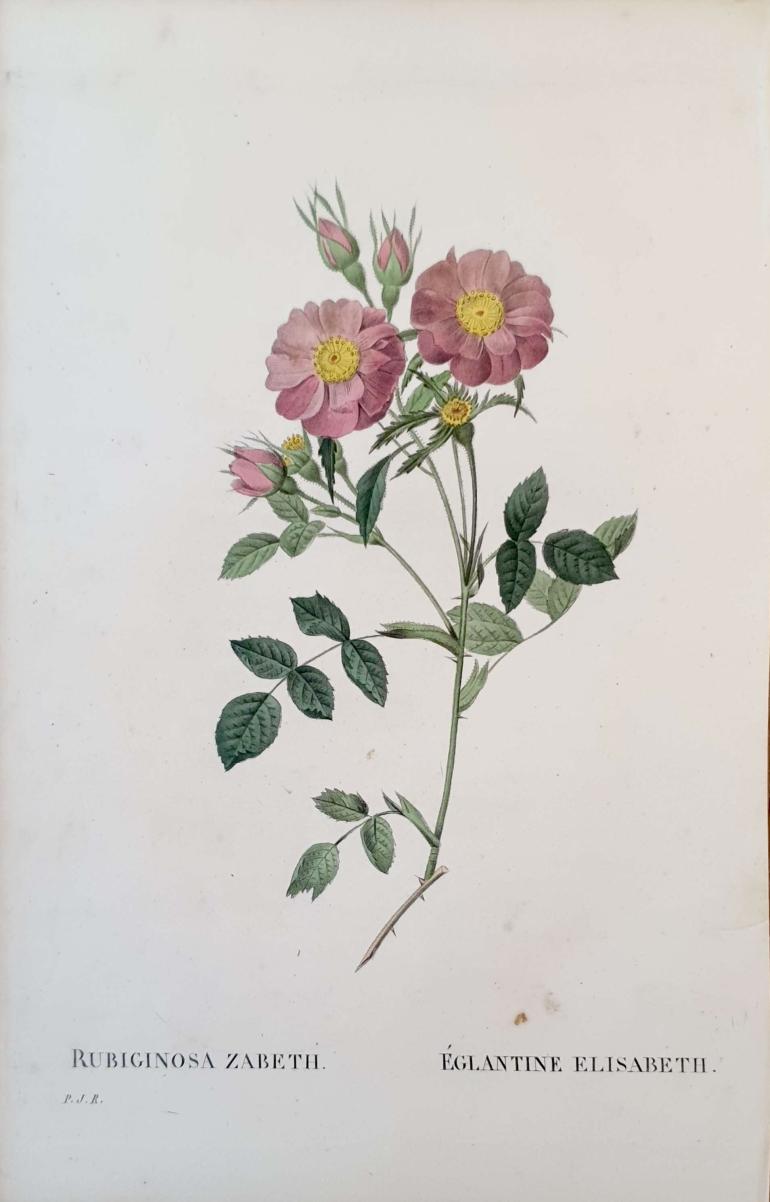 REDOUTE Pierre Joseph