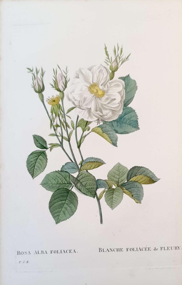 REDOUTE Pierre Joseph
