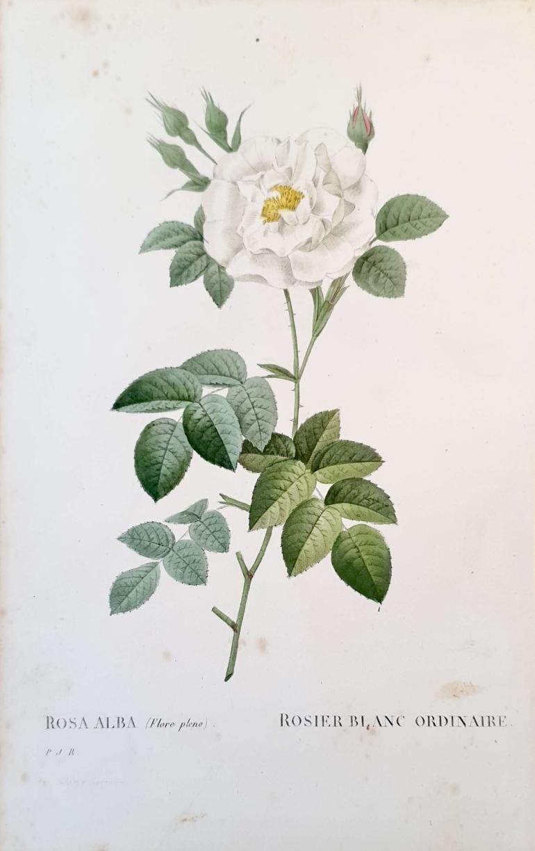 REDOUTE Pierre Joseph