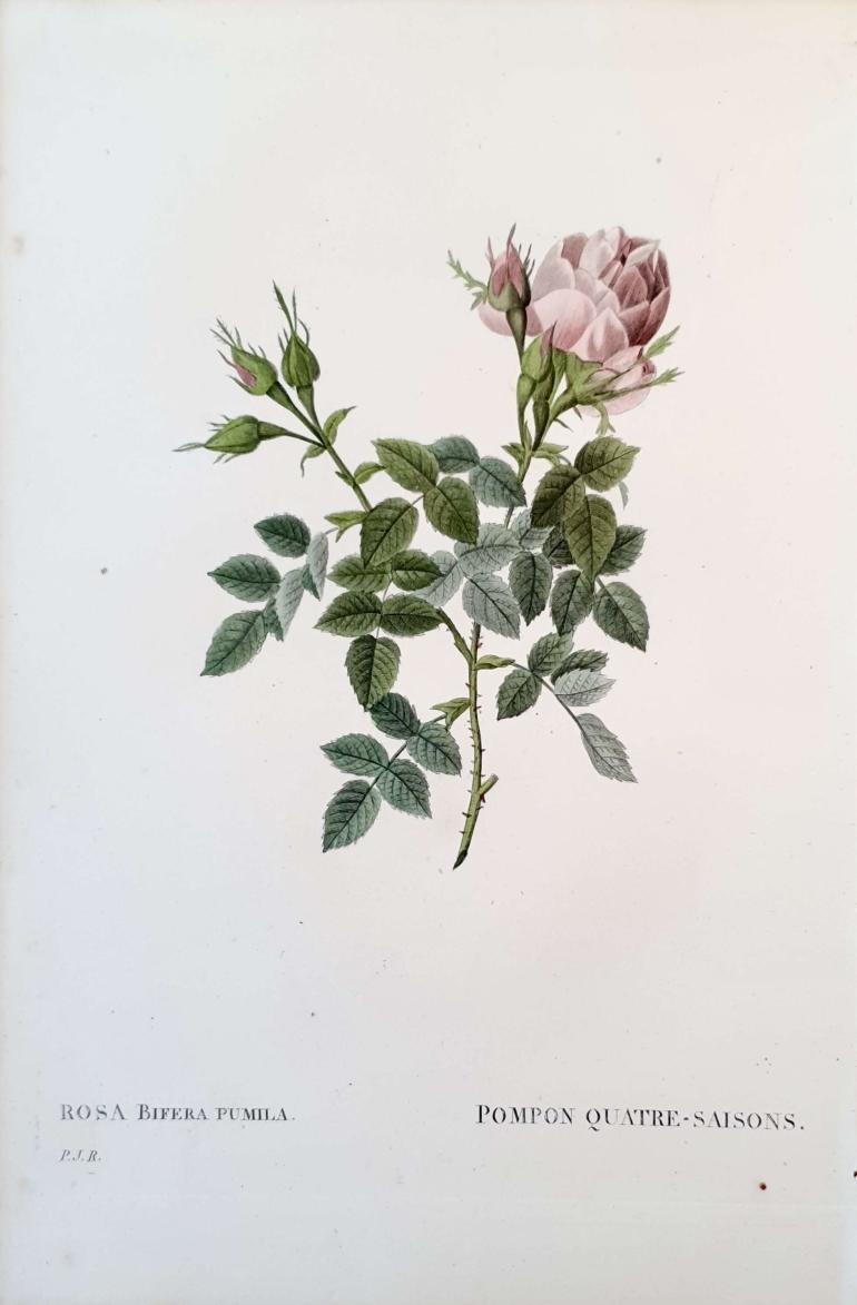 REDOUTE Pierre Joseph
