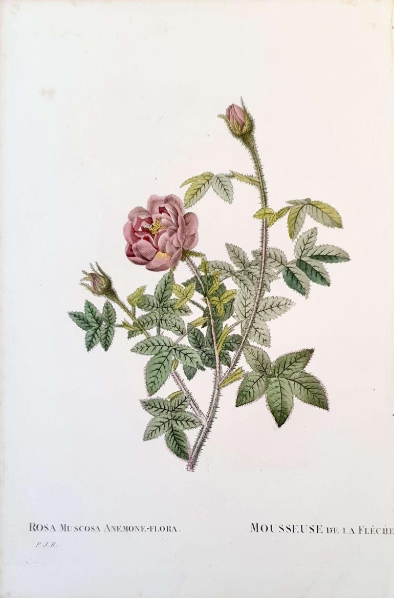 REDOUTE Pierre Joseph