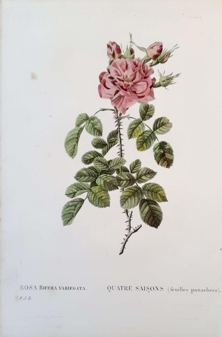 REDOUTE Pierre Joseph