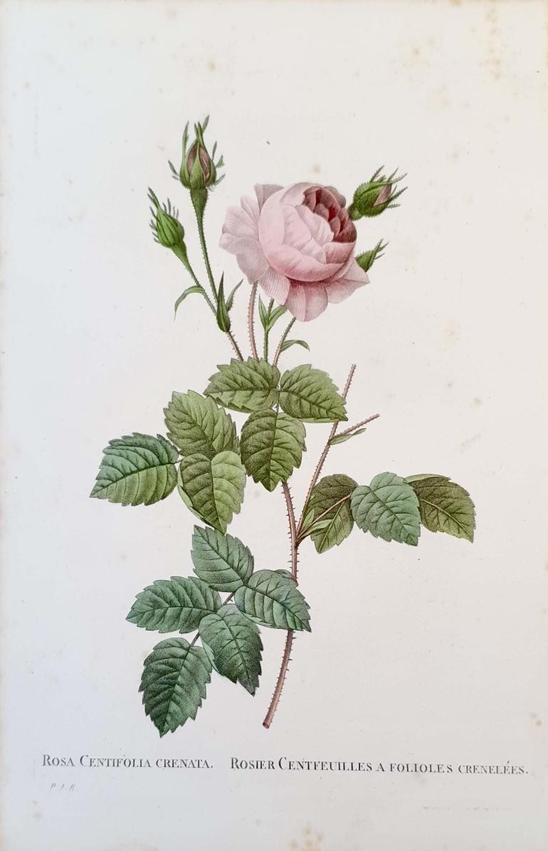 REDOUTE Pierre Joseph