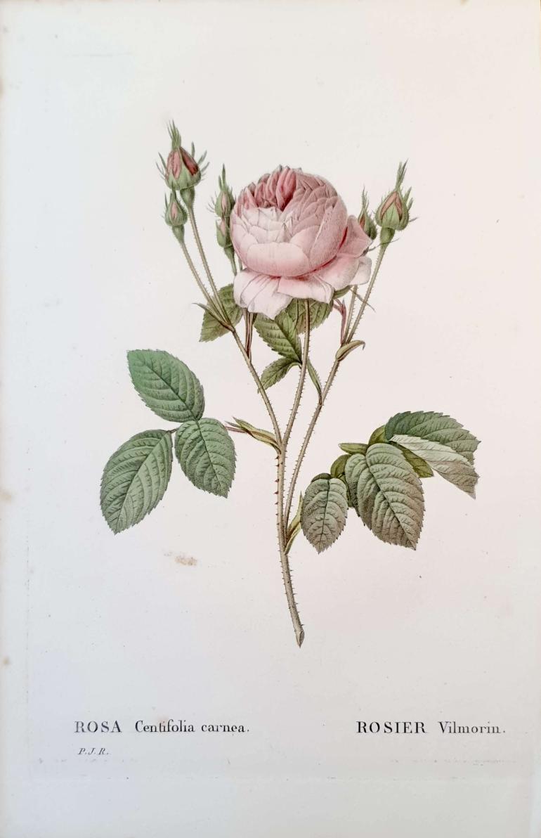 REDOUTE Pierre Joseph