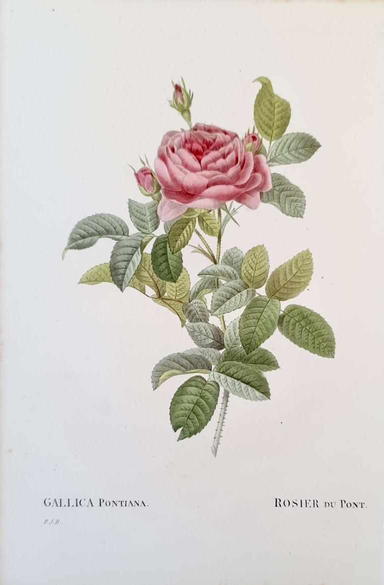 REDOUTE Pierre Joseph