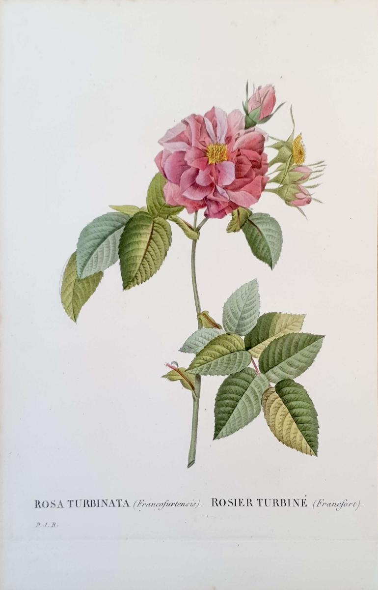 REDOUTE Pierre Joseph