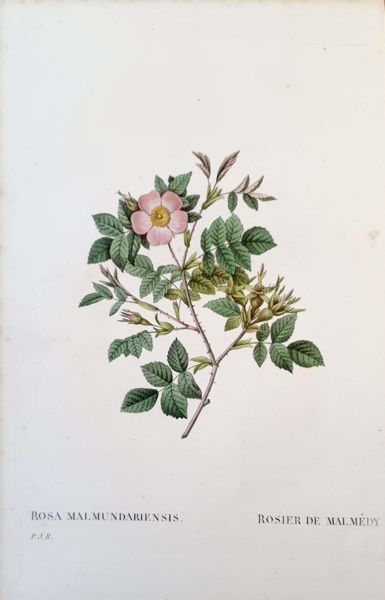 REDOUTE Pierre Joseph