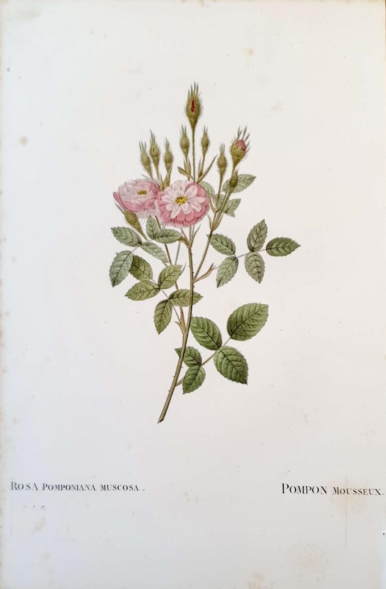 REDOUTE Pierre Joseph