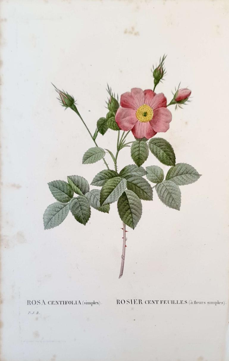 REDOUTE Pierre Joseph