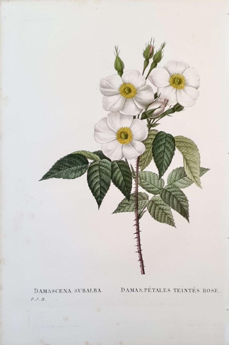 REDOUTE Pierre Joseph