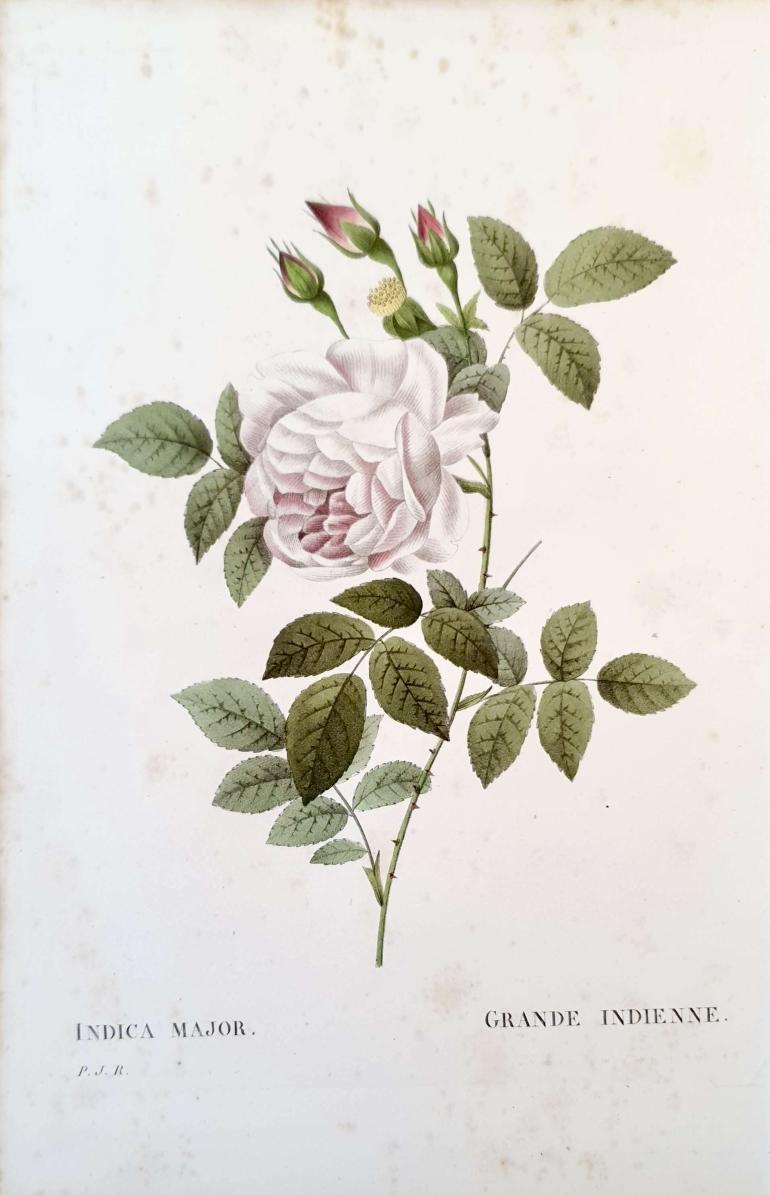 REDOUTE Pierre Joseph