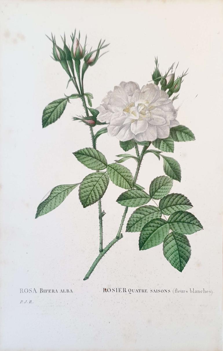 REDOUTE Pierre Joseph