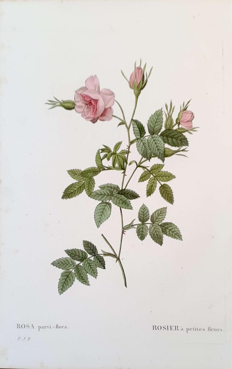 REDOUTE Pierre Joseph