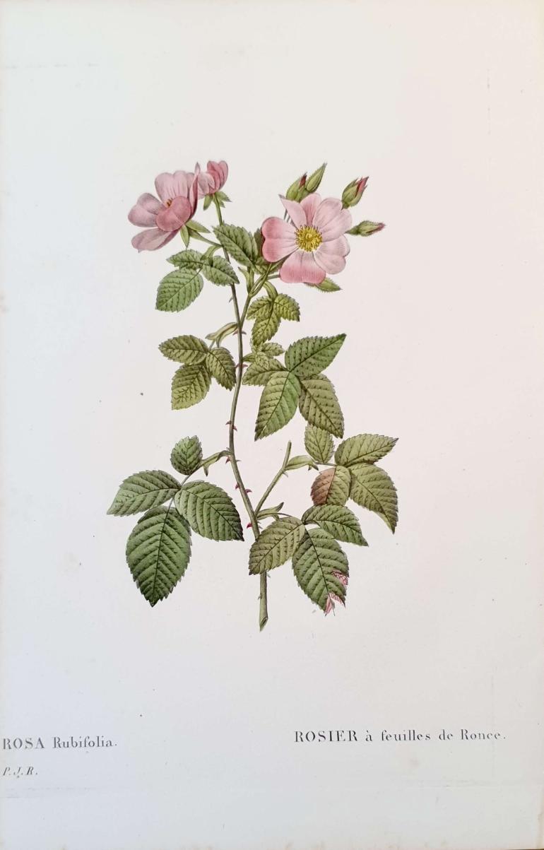 REDOUTE Pierre Joseph