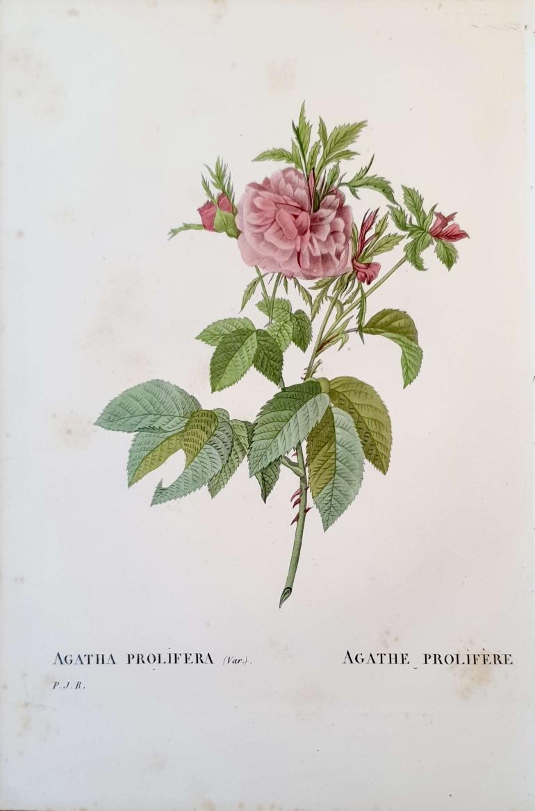 REDOUTE Pierre Joseph
