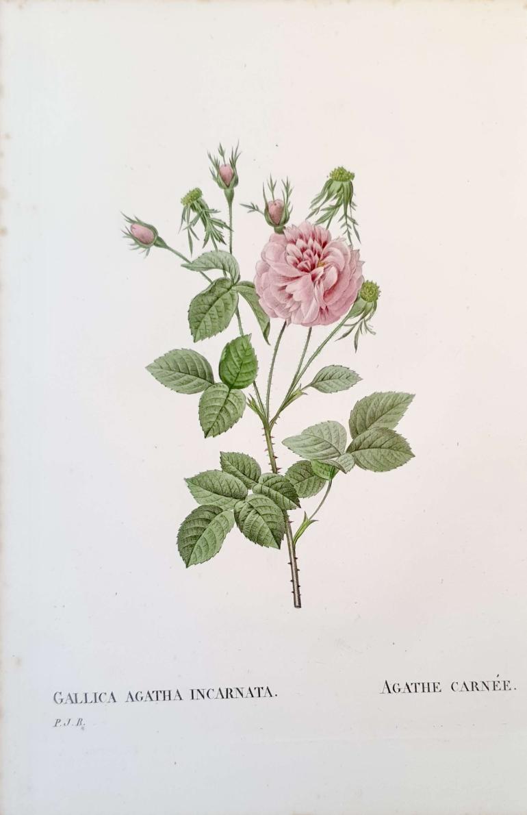 REDOUTE Pierre Joseph
