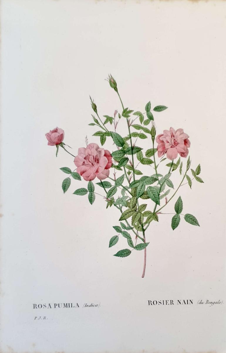 REDOUTE Pierre Joseph