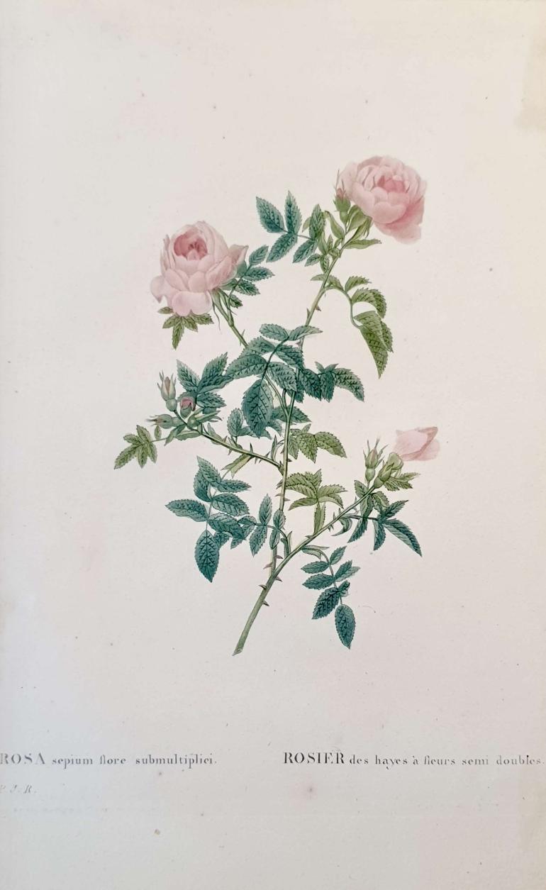REDOUTE Pierre Joseph