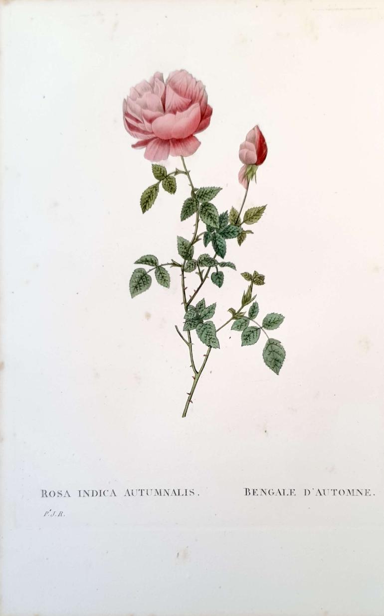 REDOUTE Pierre Joseph