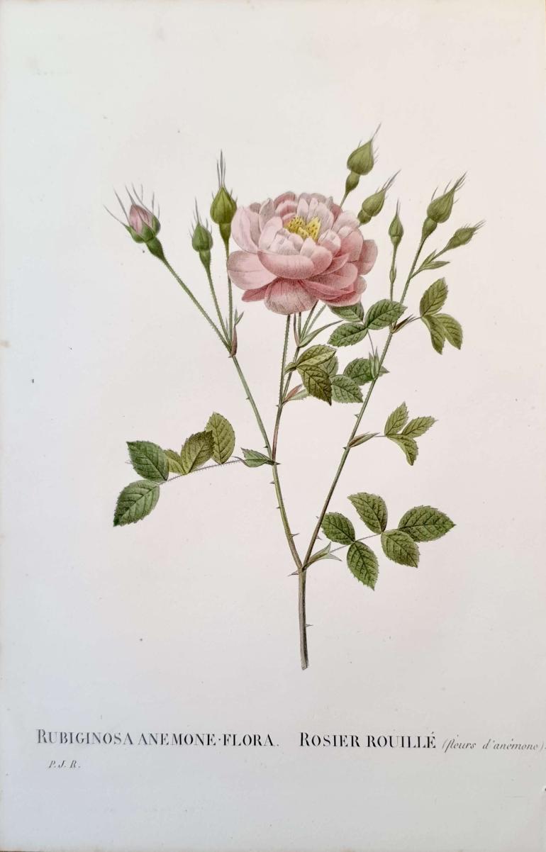 REDOUTE Pierre Joseph