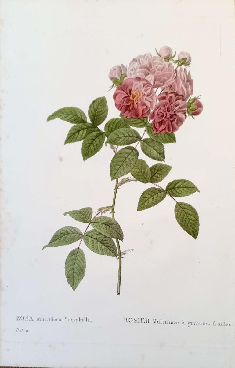 REDOUTE Pierre Joseph