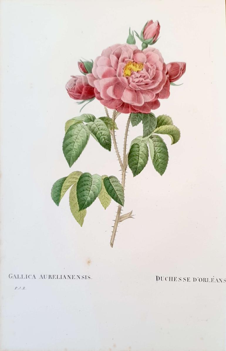 REDOUTE Pierre Joseph