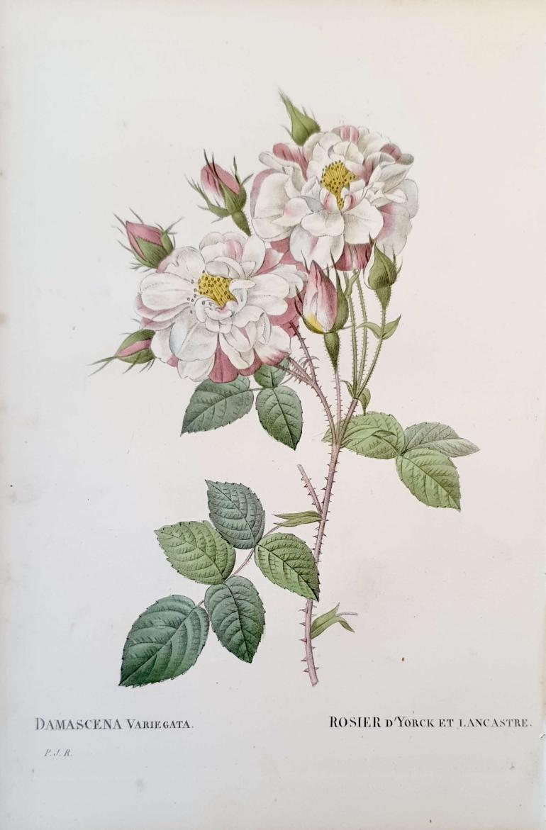 REDOUTE Pierre Joseph