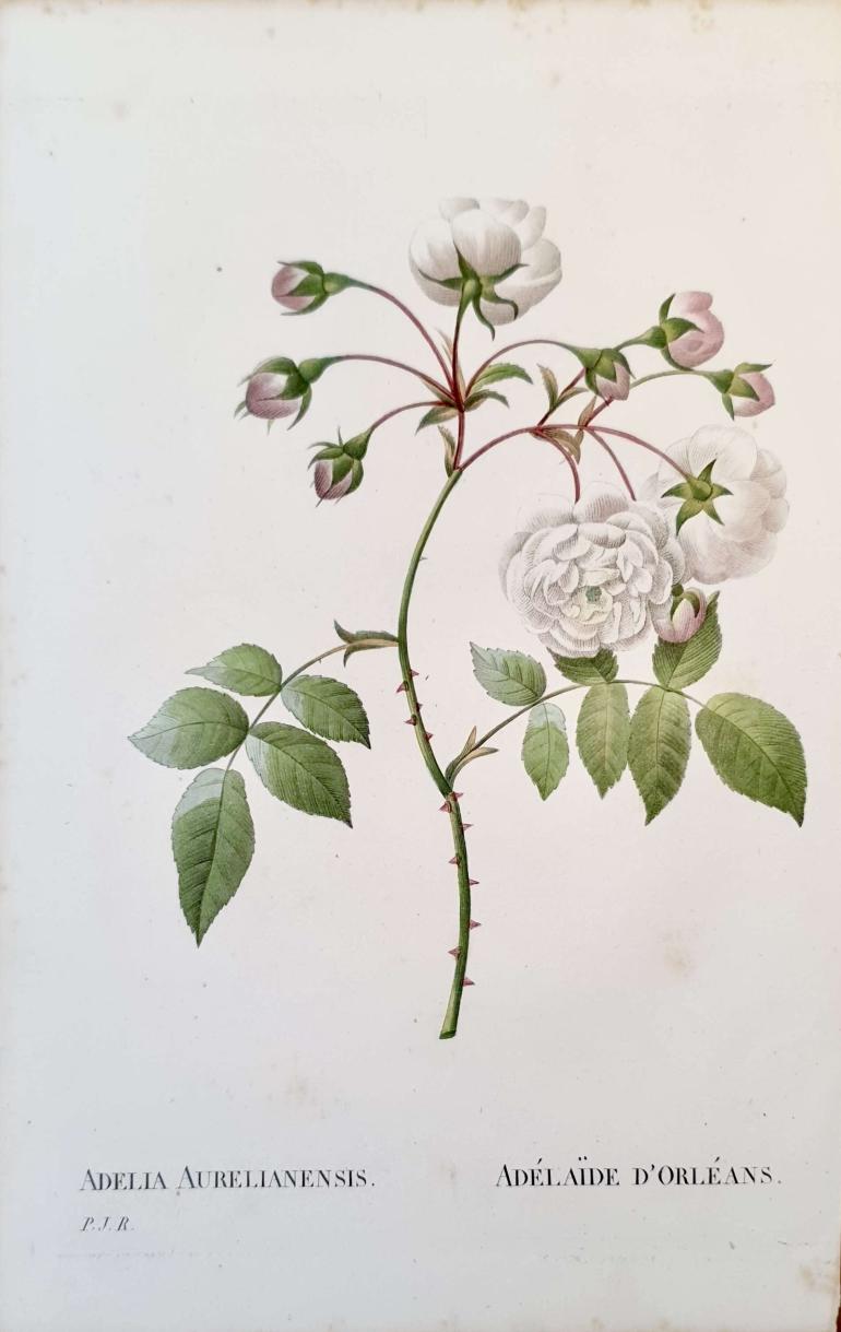 REDOUTE Pierre Joseph