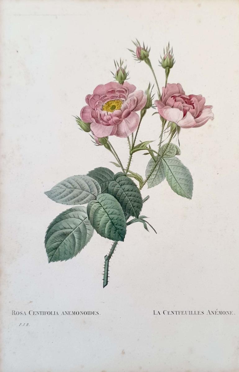 REDOUTE Pierre Joseph