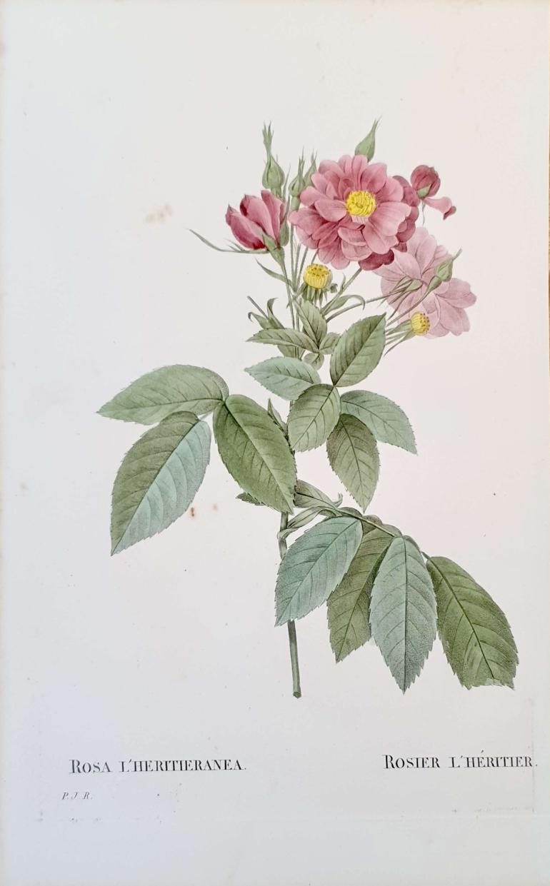 REDOUTE Pierre Joseph