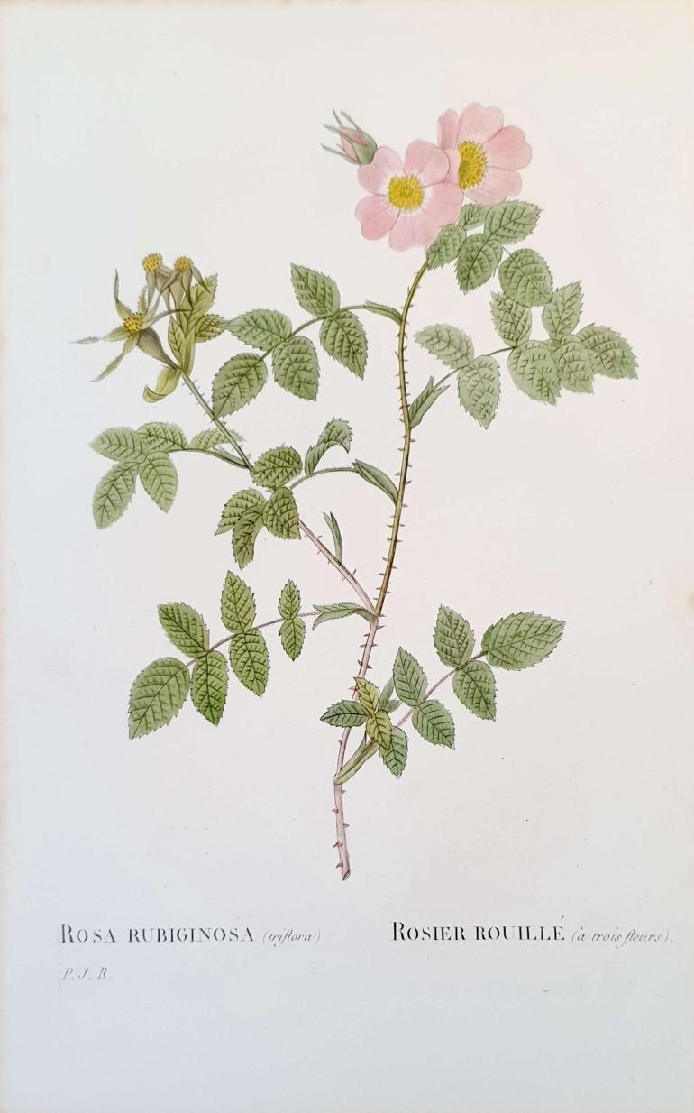 REDOUTE Pierre Joseph