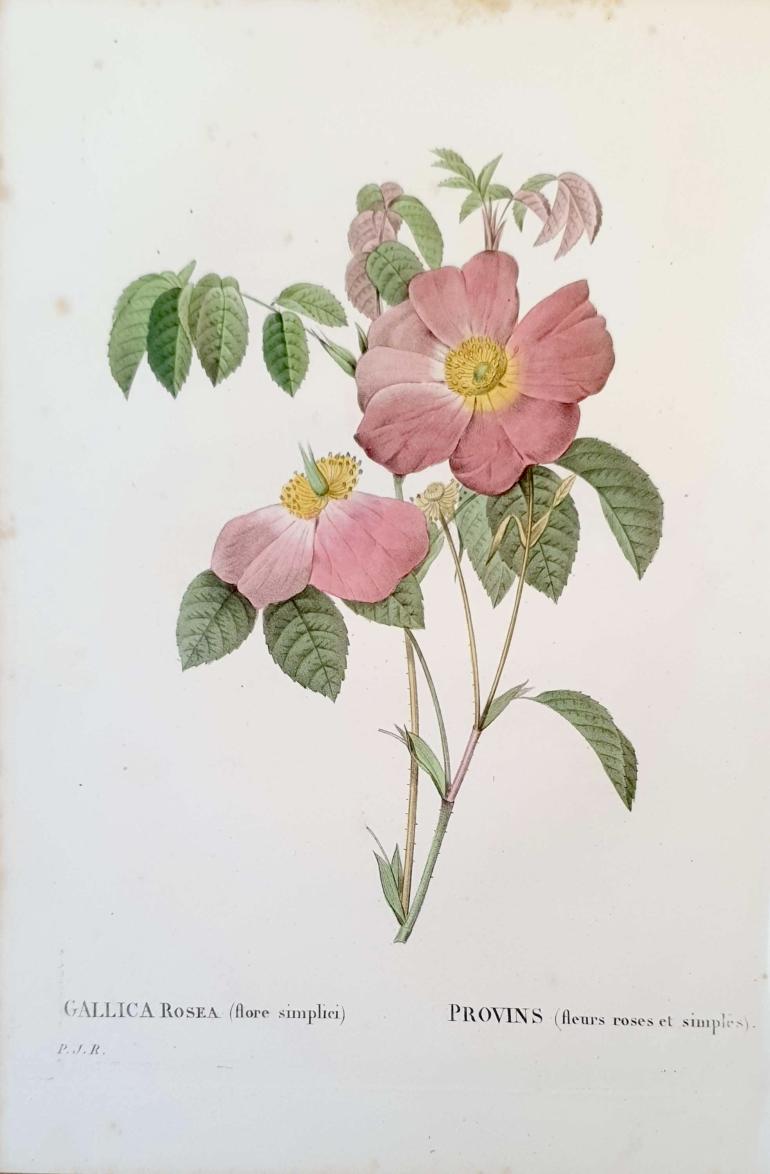 REDOUTE Pierre Joseph