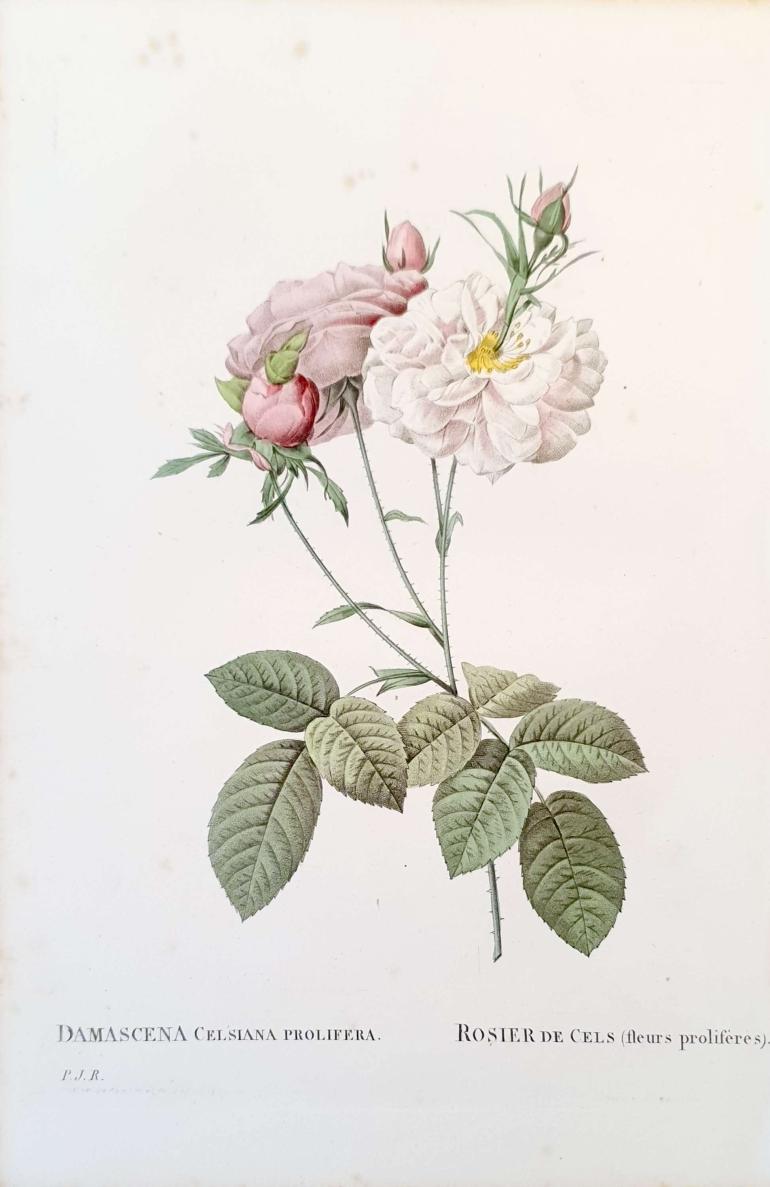REDOUTE Pierre Joseph